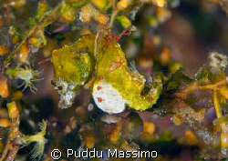taken in bunaken park manado,nikon d2x 60 mm macro by Puddu Massimo 